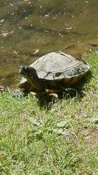 صورة Trachemys scripta scripta (Schoepff 1792)