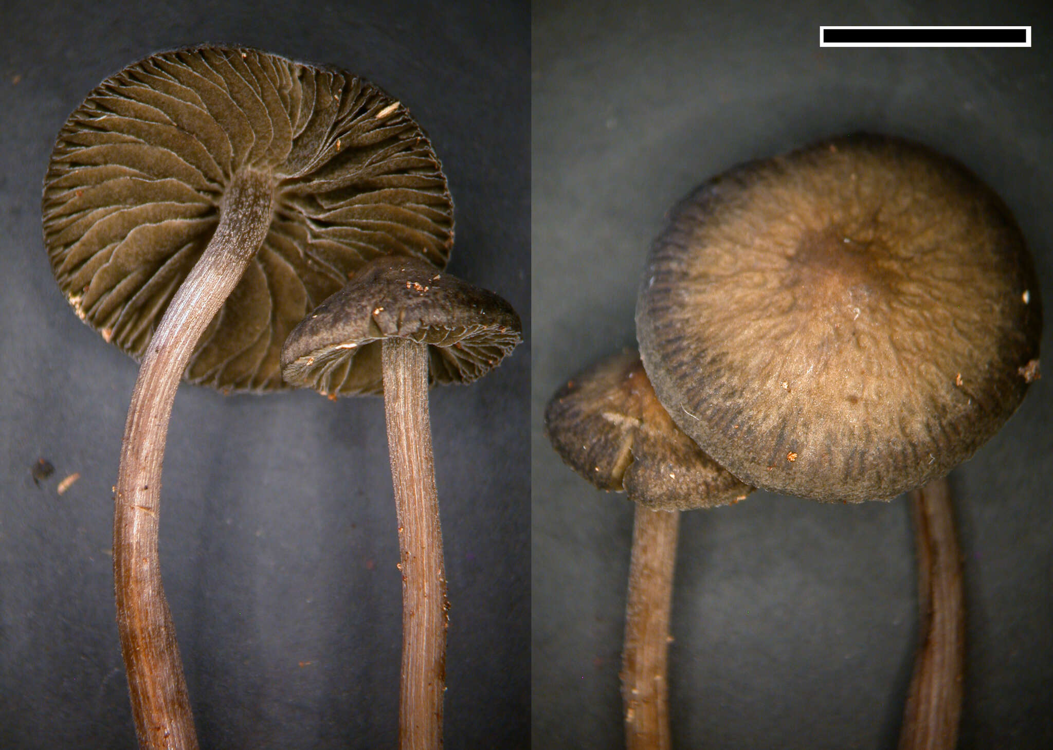 Sivun Psathyrella fimbriata (A. M. Young) Ew. Gerhardt 1996 kuva