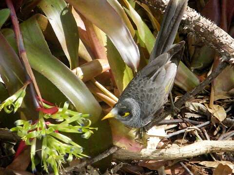 Image of Noisy Miner