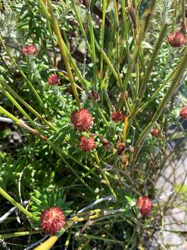 Image of Anaxeton arborescens (L.) Less.