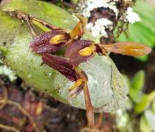 Image of Acianthera geminicaulina (Ames) Pridgeon & M. W. Chase