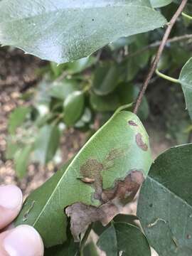 Image of Stigmella braunella (Jones 1933) Wilkinson et al. 1979