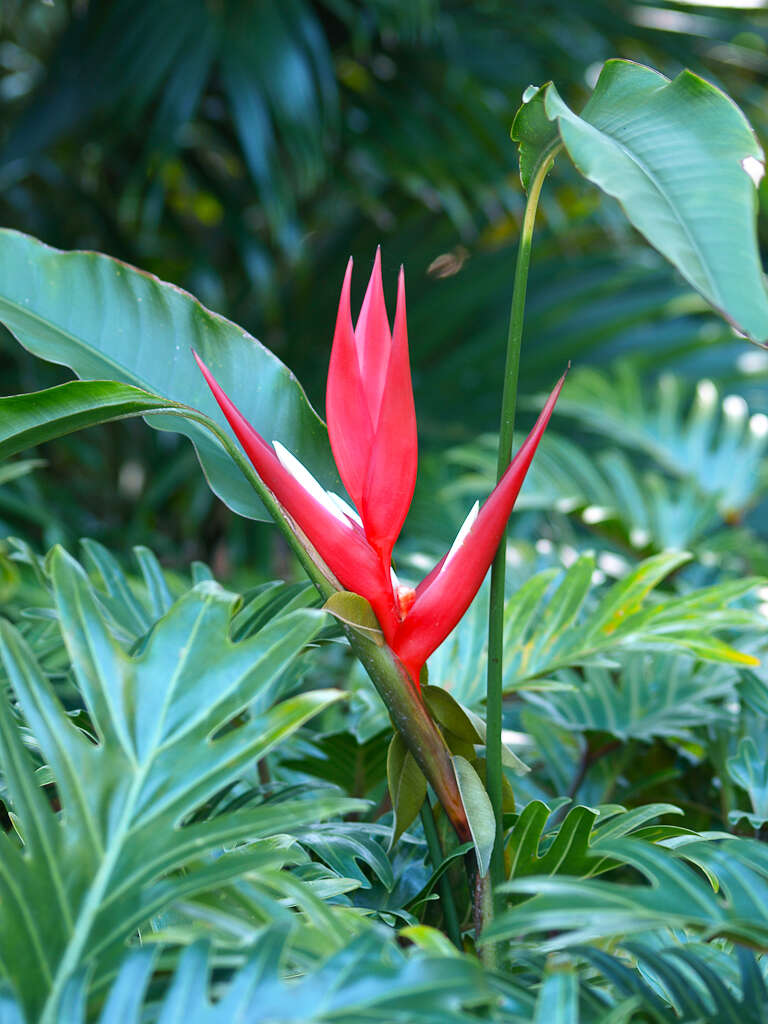 Image of Heliconia angusta Vell.