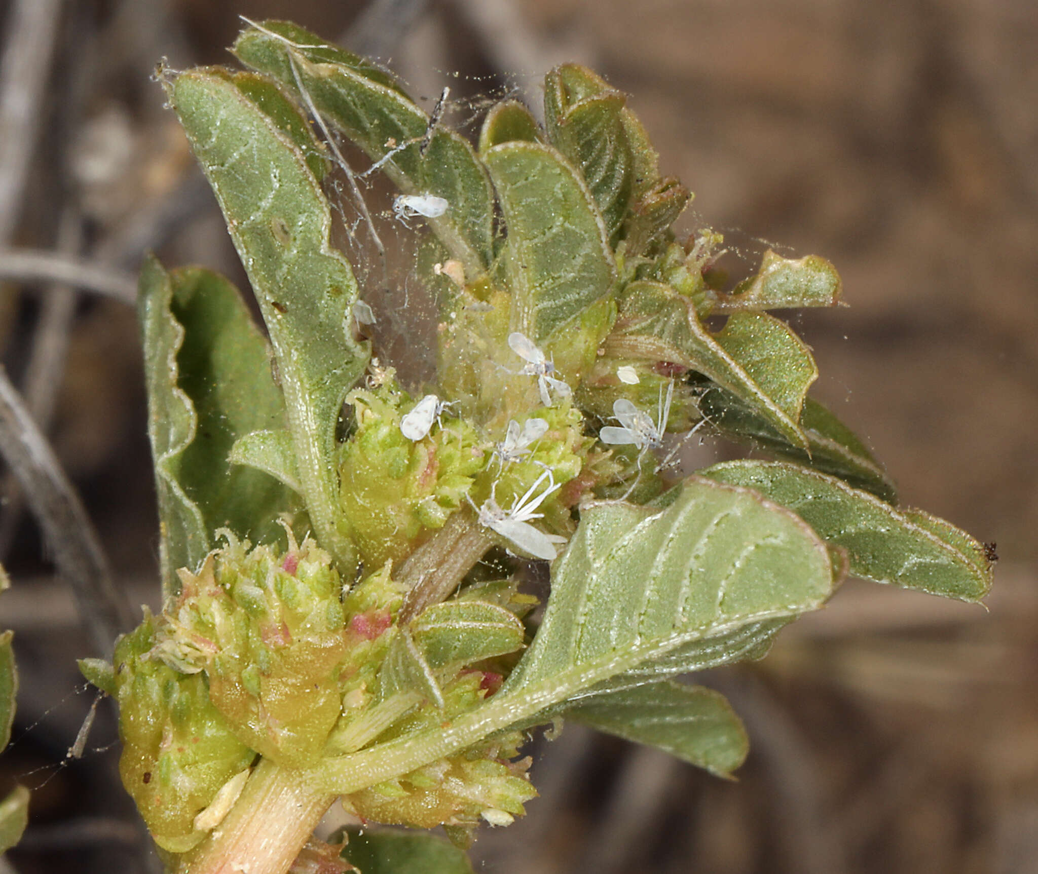 Image of spreading amaranth