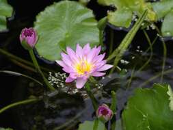 Image of blue star water-lily