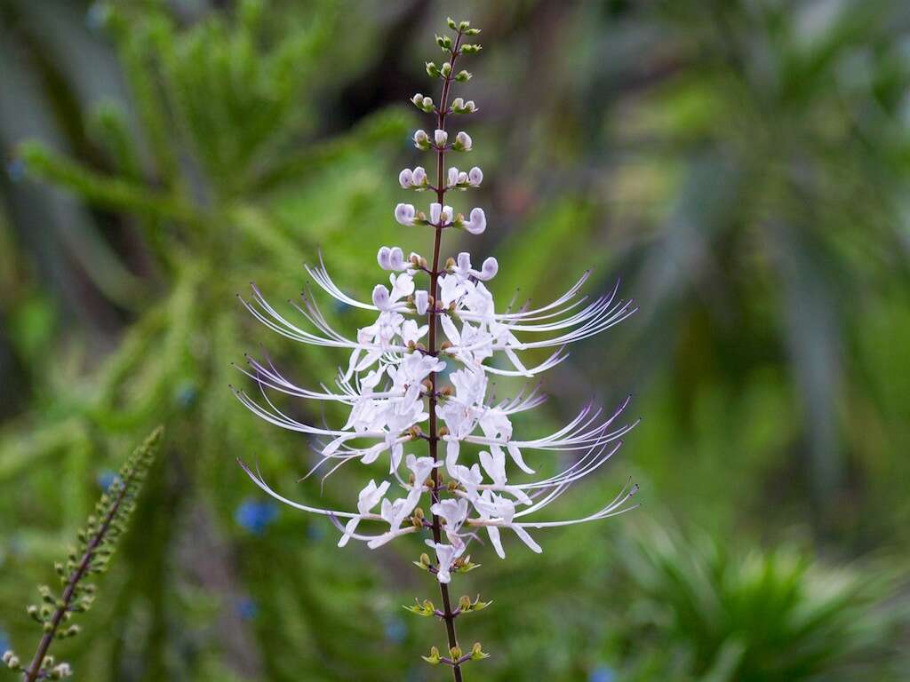 Image of Orthosiphon aristatus var. aristatus