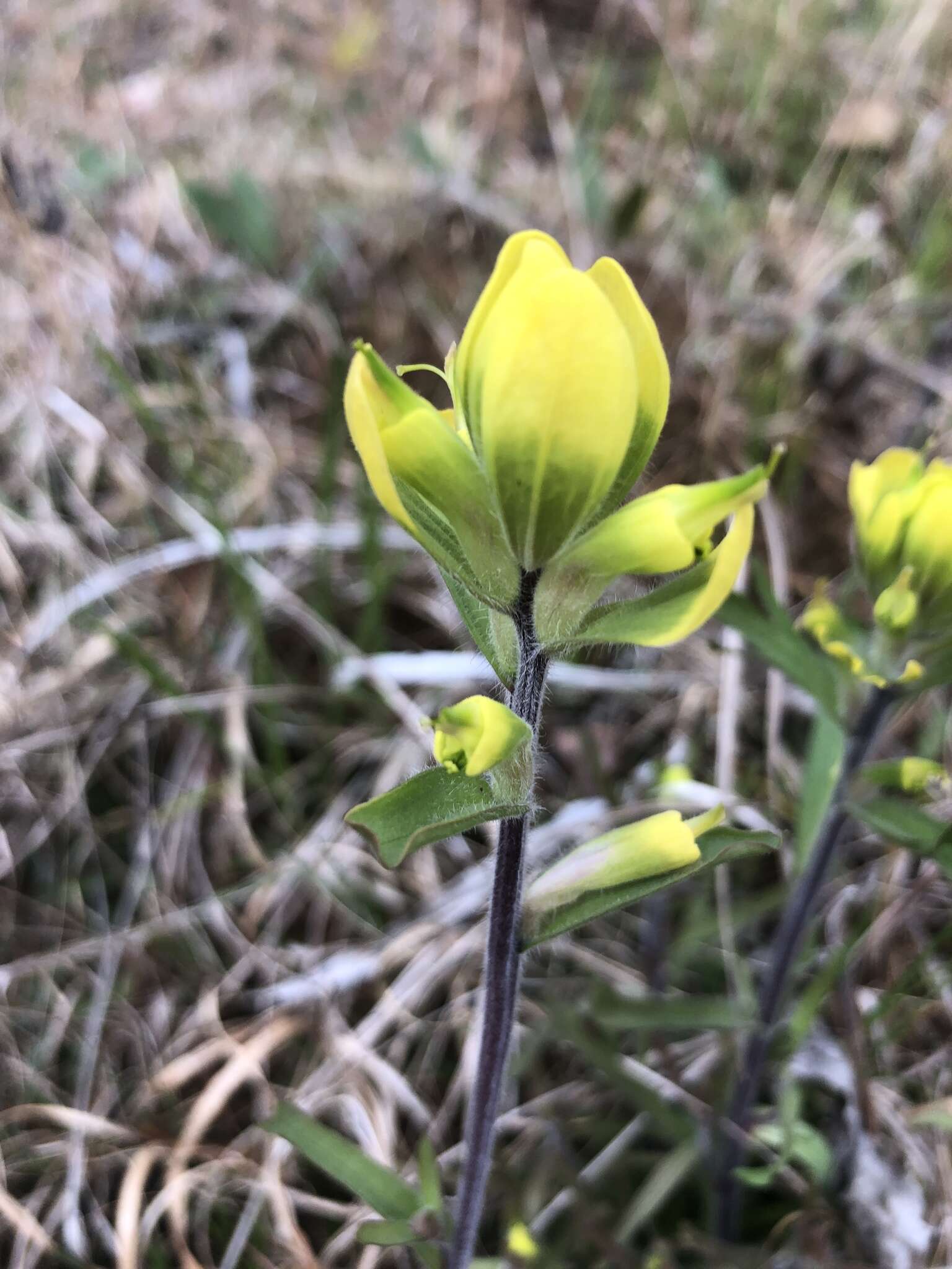 Слика од Castilleja kraliana J. R. Allison