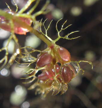 Imagem de Utricularia reflexa Oliv.