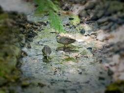 Image of Grey Duck