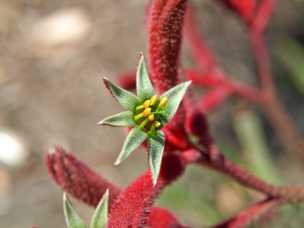 Image of Anigozanthos flavidus Redouté