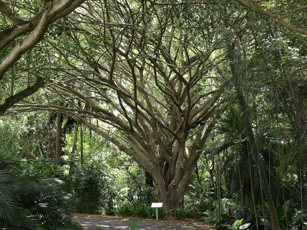 Imagem de Ficus benjamina L.