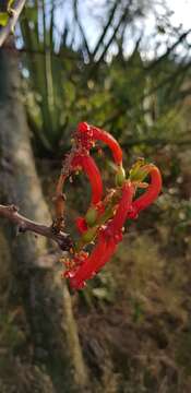 Image of Fouquieria formosa Kunth