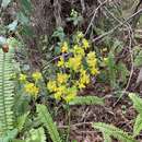 Image of terrestrial cowhorn orchid