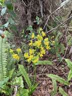 Image of terrestrial cowhorn orchid