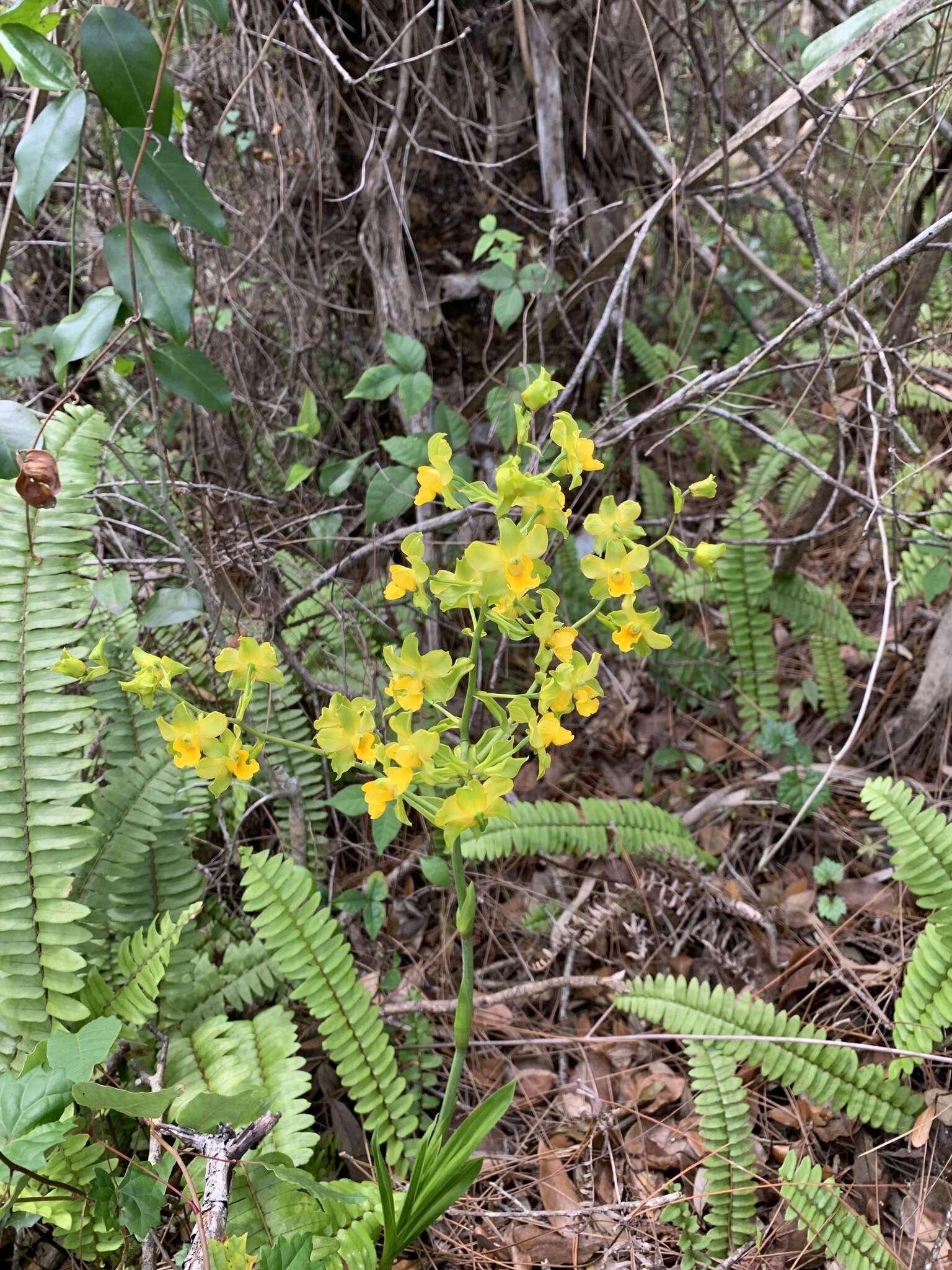 Image of terrestrial cowhorn orchid