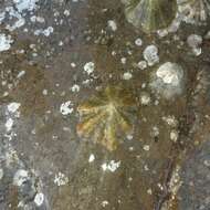 Image of Mediterranean limpet