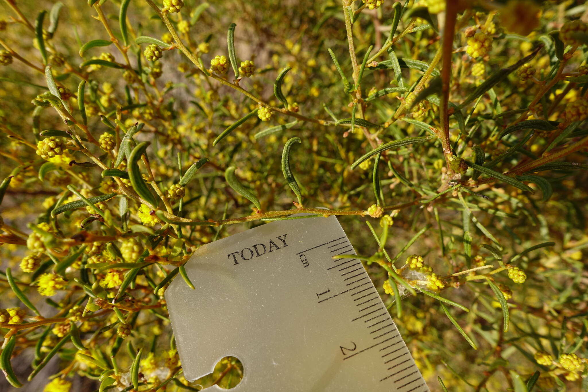 Image of Acacia wilhelmiana F. Muell.