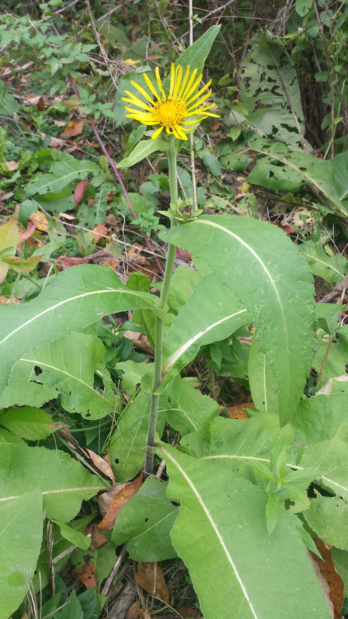 Image of Inula racemosa Hook. fil.