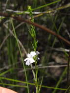 Image de Westringia tenuicaulis C. T. White & W. D. Francis