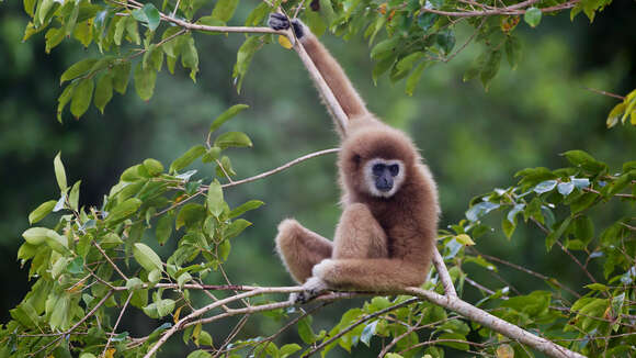 Image of White-handed Gibbon