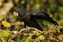 Image of Red-tailed Black-Cockatoo