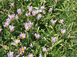 Image of Tulipa saxatilis Sieber ex Spreng.