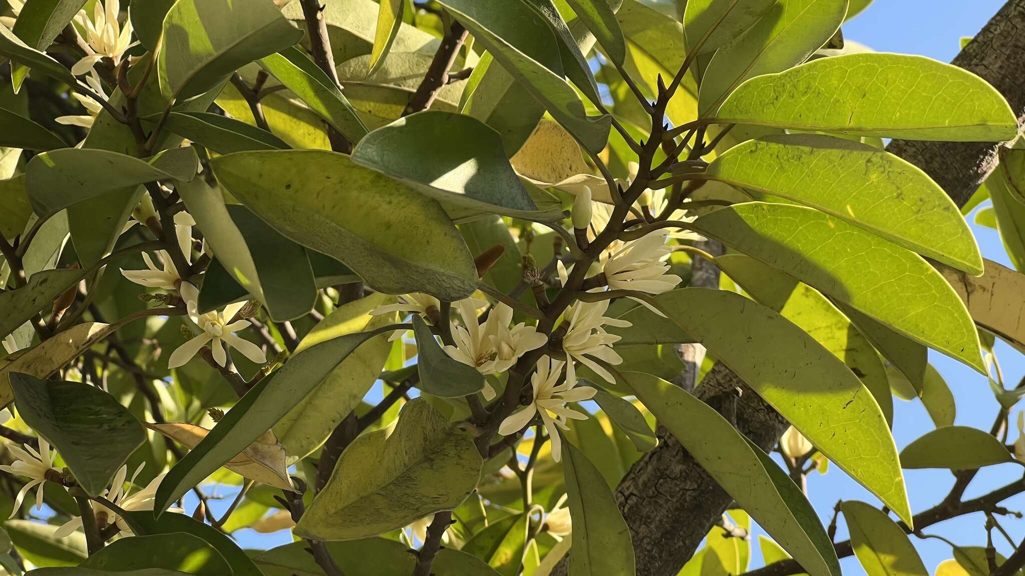 Image of Magnolia compressa Maxim.