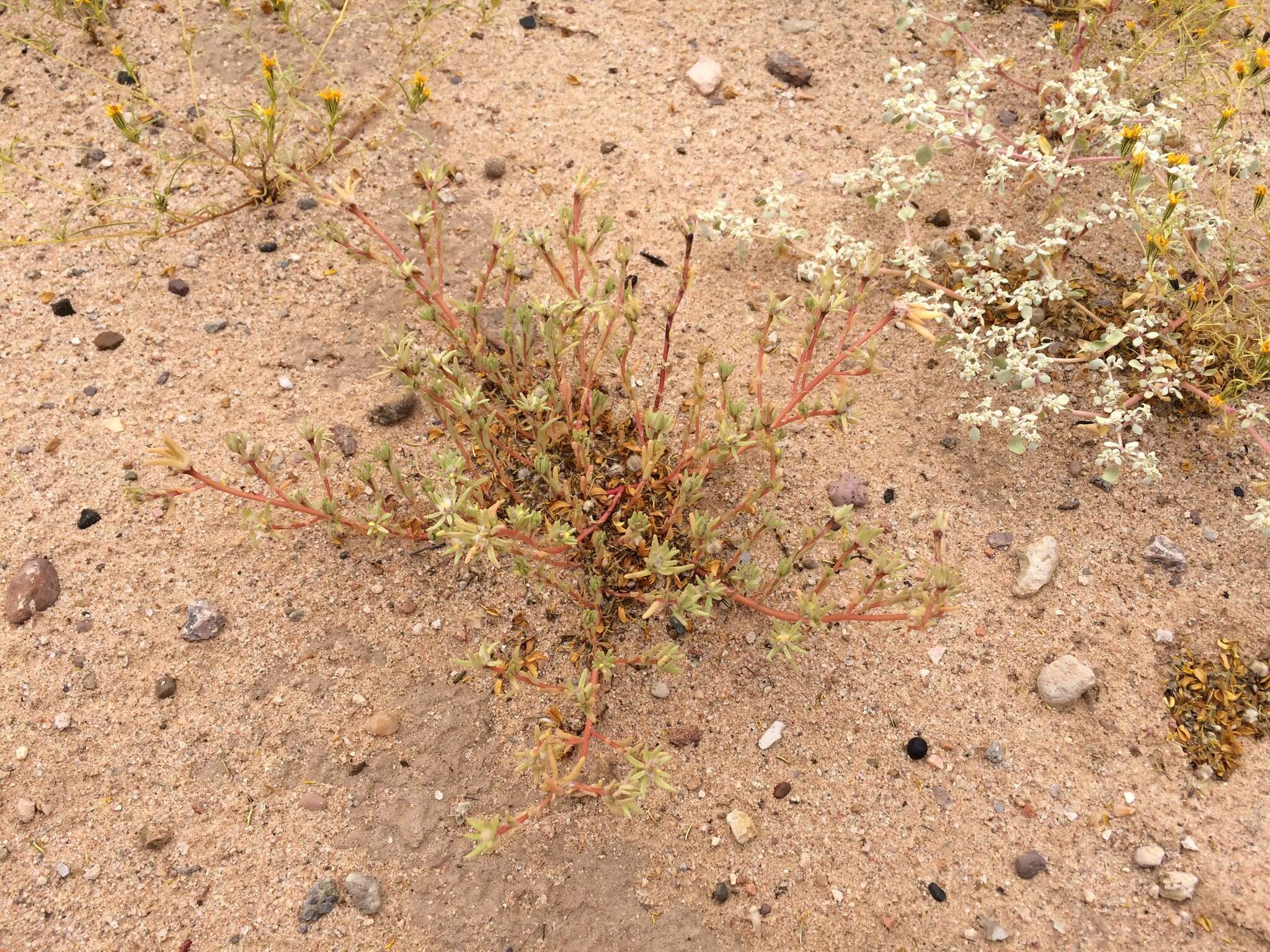 Image of silkcotton purslane