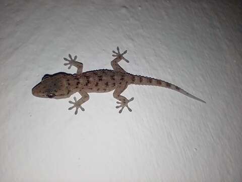 Image of Gomero Wall Gecko