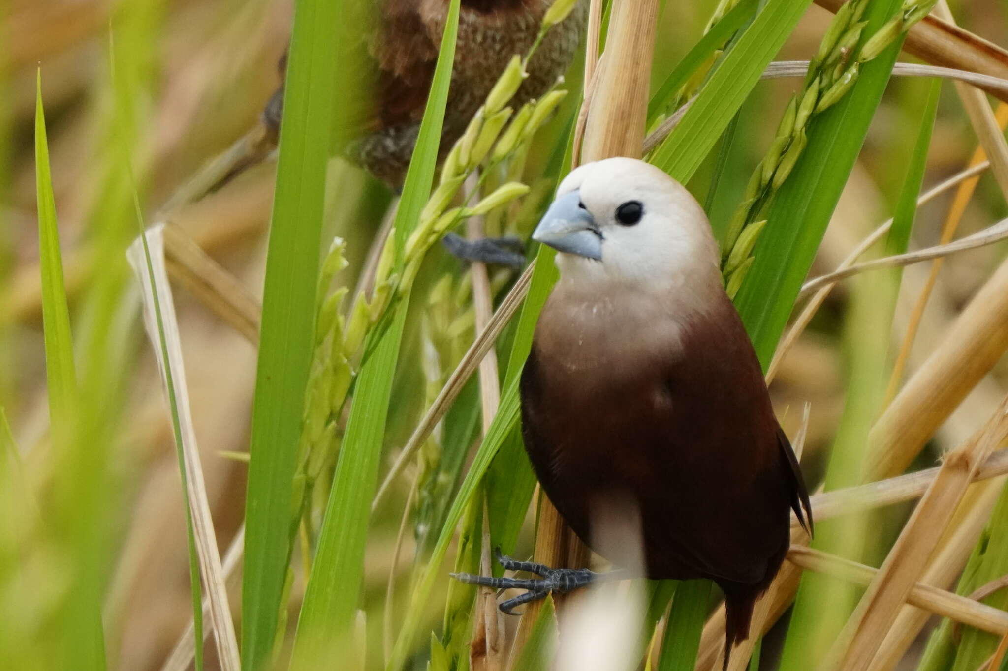 Image of White-headed Munia