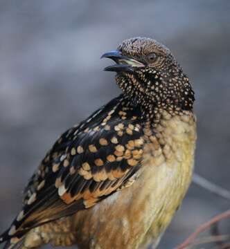 Image of Western Bowerbird