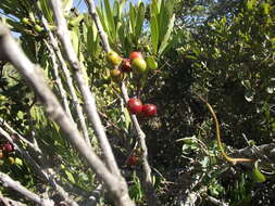 Sivun Euclea racemosa subsp. daphnoides (Hiern) F. White kuva