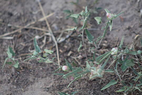 Image of arrowleaf mallow