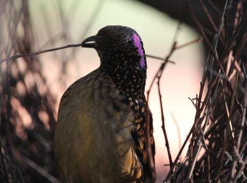 Image of Western Bowerbird