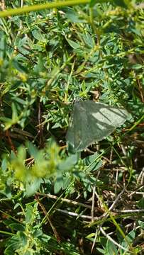 Image of grass emerald