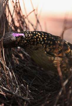 Image of Western Bowerbird