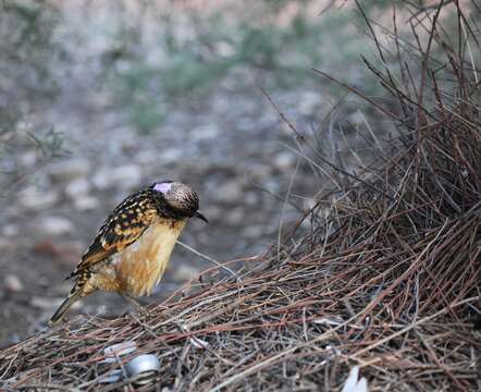 Image of Western Bowerbird