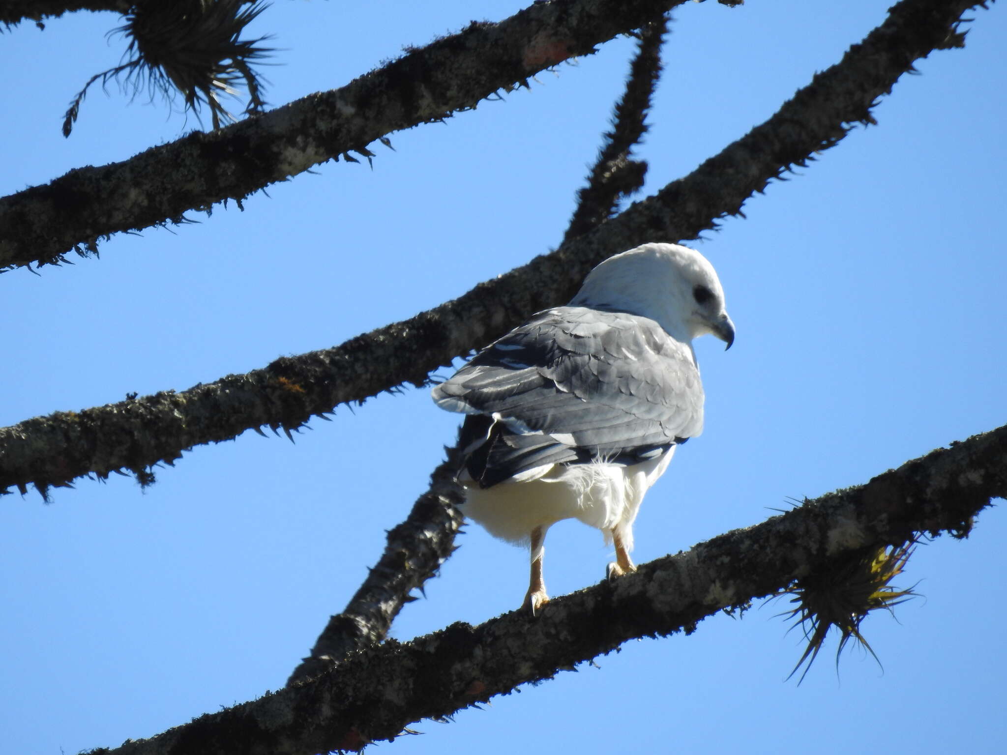 Image of Mantled Hawk