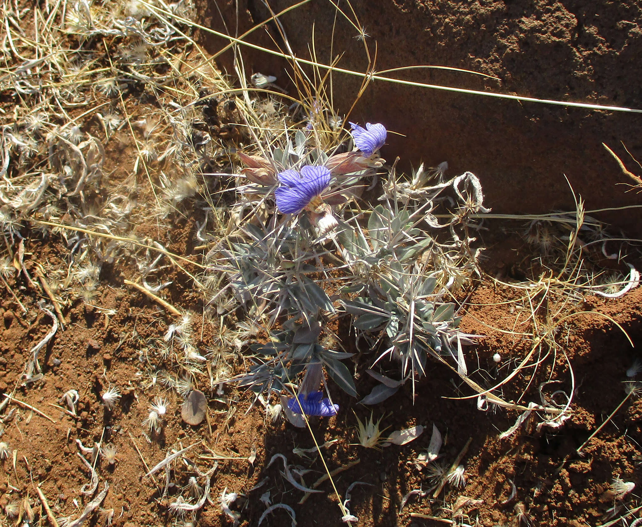 Image of Blepharis petalidioides K. Vollesen