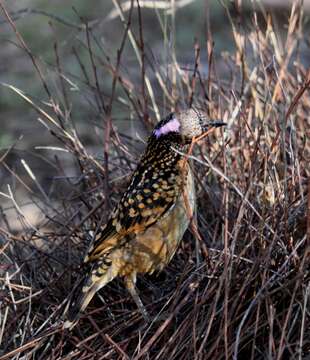 Image of Western Bowerbird