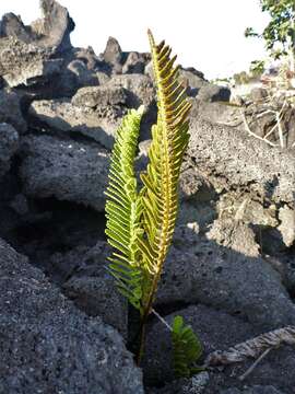 Image de Polypodium pellucidum Kaulf.