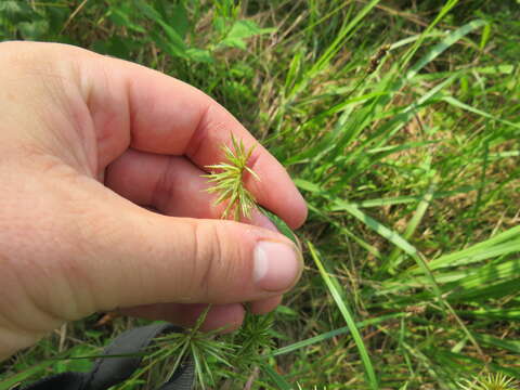 Image de Cyperus lancastriensis Porter