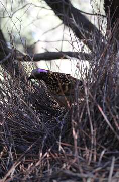 Image of Western Bowerbird