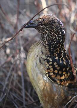 Image of Western Bowerbird