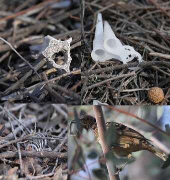 Image of Western Bowerbird