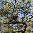 Image de Cardinalis cardinalis cardinalis (Linnaeus 1758)