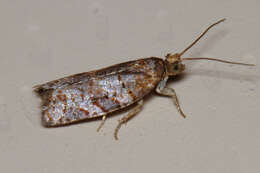 Image of Pine-tube Moth