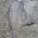 Image of Pacific sand sole