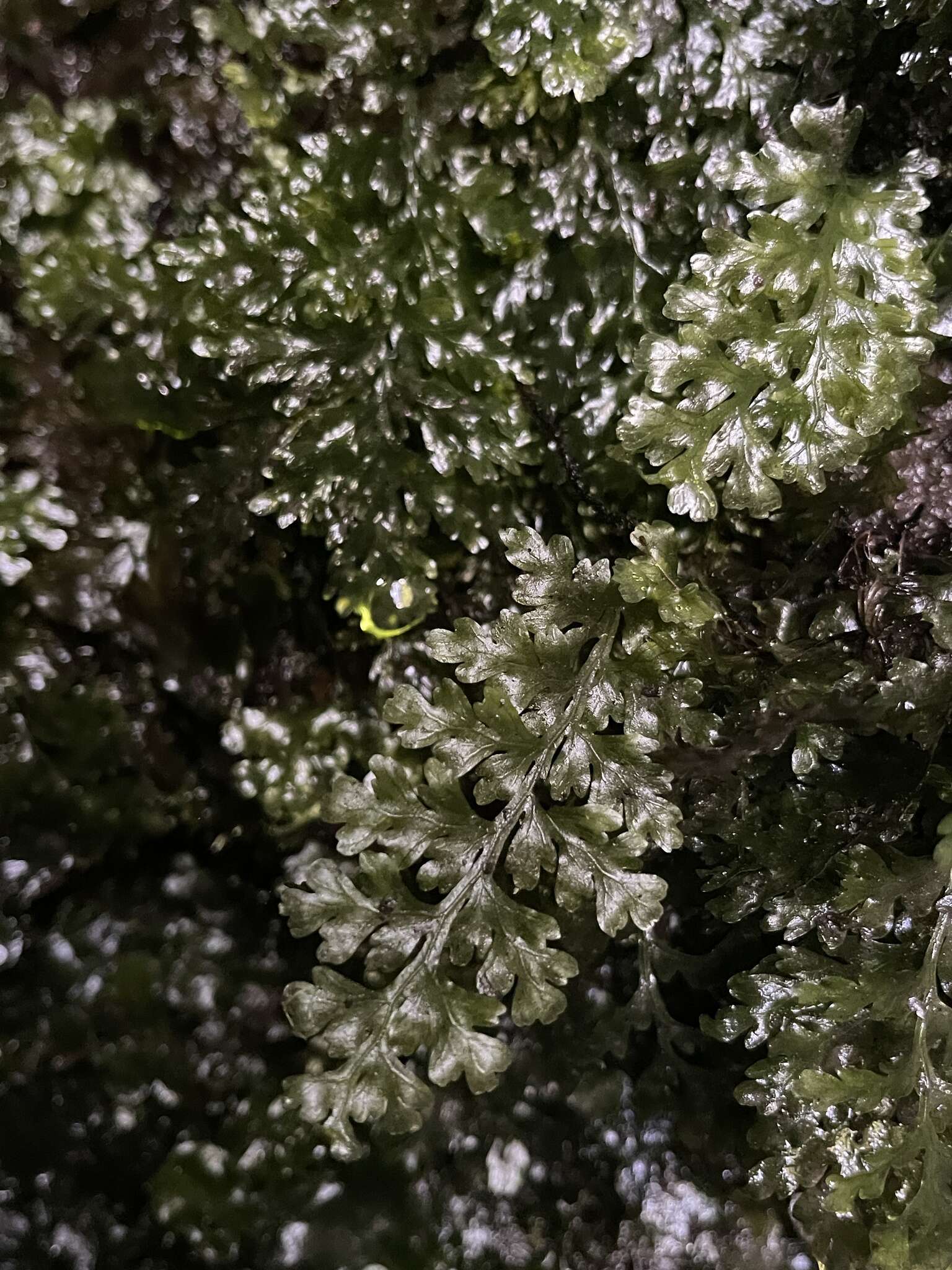 Image of Hawai'i bristle fern