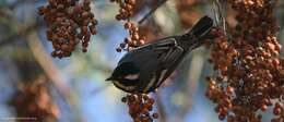 Image of Black-throated Grey Warbler